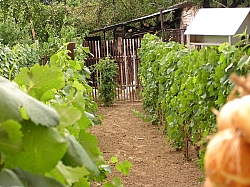 P7130003.JPG P7130003.JPG