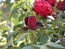 P7160114.JPG P7160114.JPG