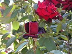 P7160115.JPG P7160115.JPG