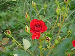 P7160116.JPG P7160116.JPG