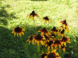 P7160117.JPG P7160117.JPG