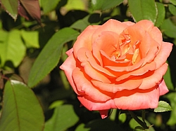 P7160118.JPG P7160118.JPG