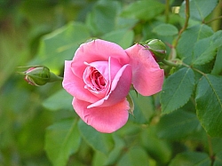 P7160119.JPG P7160119.JPG