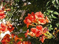 P7160120.JPG P7160120.JPG