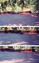 V_IguanaEatingWatermelon.jpg