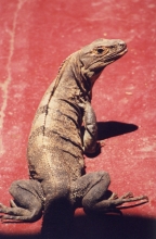 V_IguanaOnPatioRed.jpg