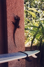 V_IguanaOnWall.jpg