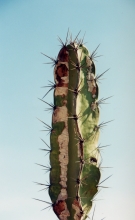 V_cactus.jpg