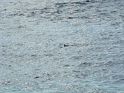 DSCF0007.JPG DSCF0007.JPG