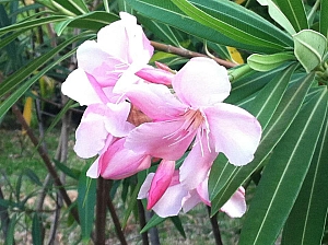 flower.jpg flower.jpg